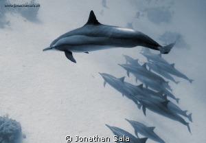 Dolphins race by Jonathan Sala 